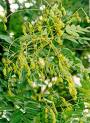 Sofora - Sophora Japonica