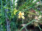 Sülünağacı - Parkinsonia Aculeata