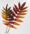 Sumak , Sirkeağacı - Rhus Typhina
