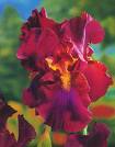 Süsen , İris - Iris Germanica
