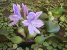 Susümbülü - Eichhornia Crassipes