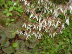 Taşkıran - Saxifraga Stolonifera