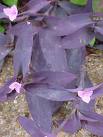 Telgraf Çiçeği - Tradescantia Pallida