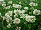 Üçgül , Aküçgül - Trifolium Repens