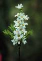 Üvezyapraklı Sarıağaç - Xhanthoceras Sorbifolia