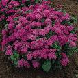 Vapurdumanı - Ageratum Houstonianum