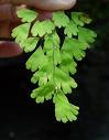 Venüssaçı - Adianthum Capillus Veneris