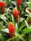 Vriesa - Vriesea Splendens