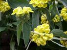 Yahudi Adaçayı Çiçeği , Kudüs Adaçayı Çiçeği - Phlomis Frucicosa