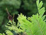 Yalancı Çivitağacı , Melezçivit - Amorpha Fruticosa L.