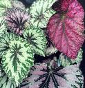 Yaprak Begonya - Begonia Rex