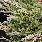 Yayılıcı Ardıç - Sabin Ardıcı - Juniperus Horizantalis - Juniperus Sabina