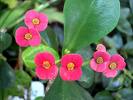Yılbaşı Minesi - Euphorbia Millii