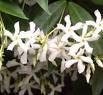 Yıldız Yasemin - Rhyncospermum Jasminoiedes