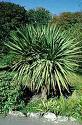 Yukka - Yucca Aloifolia