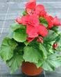 Yumru Begonya - Begonia Elatior Hybr.