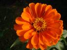 Zinya - Zinnia