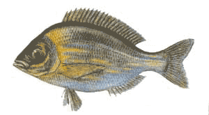 sarigoz spondyliosoma cantharus cantharus lineatus - Sarıgöz (Centharis lineatus) sarigoz spondyliosoma cantharus cantharus lineatus