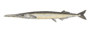 Zurna  -  Scombresox saurus