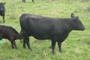 Angus'lar do�urmaya ba�lad�