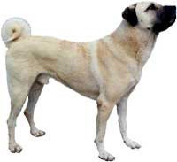 kangal_kopegi.jpg