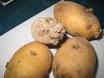 Patates si�ili g�r�len alanlarda �reticilere destek