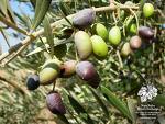 Zeytin rekolte �al��malar�nda uzaktan alg�lama y�ntemi