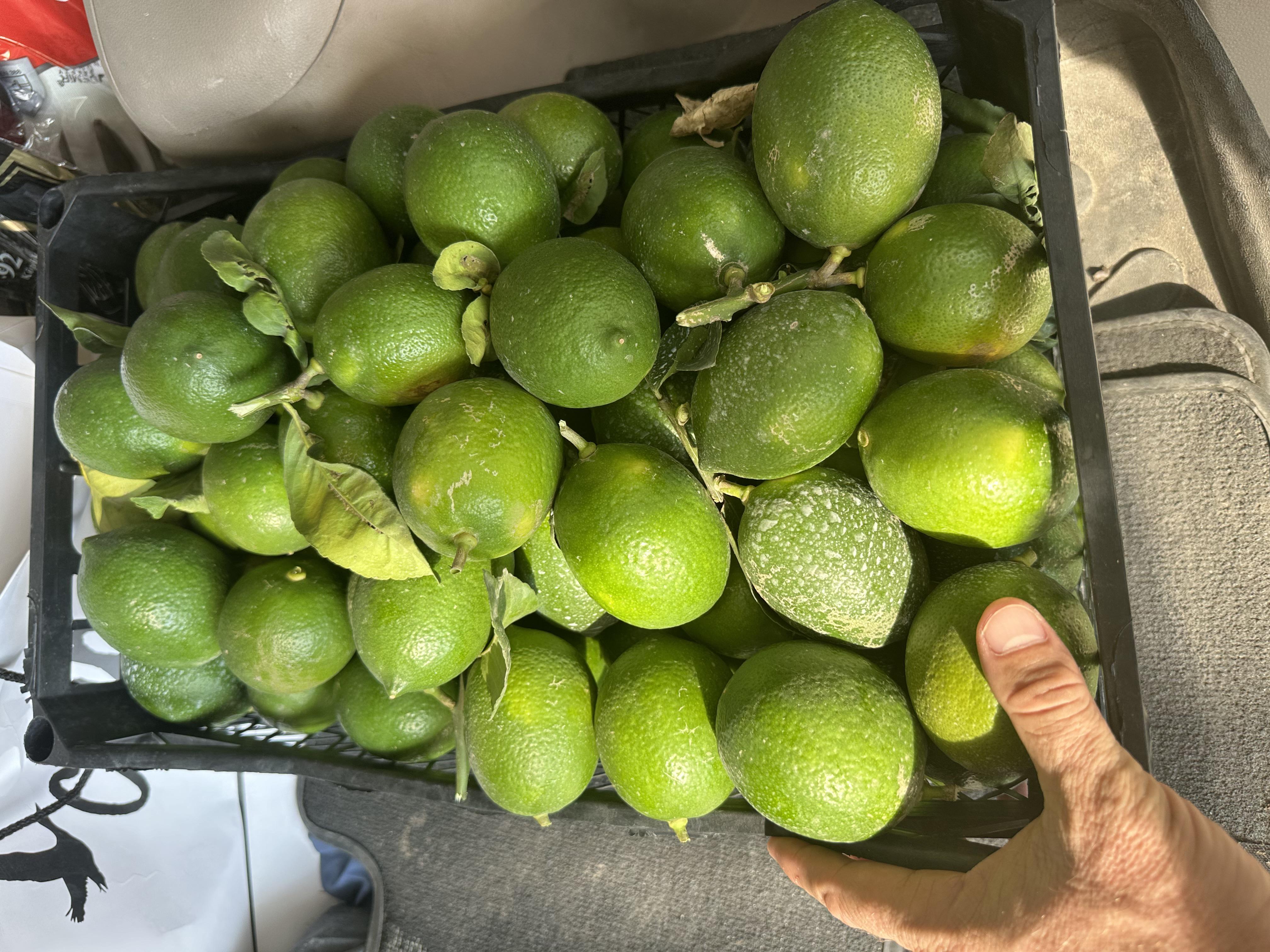 2024 yılı Limon fiyatları - 18059