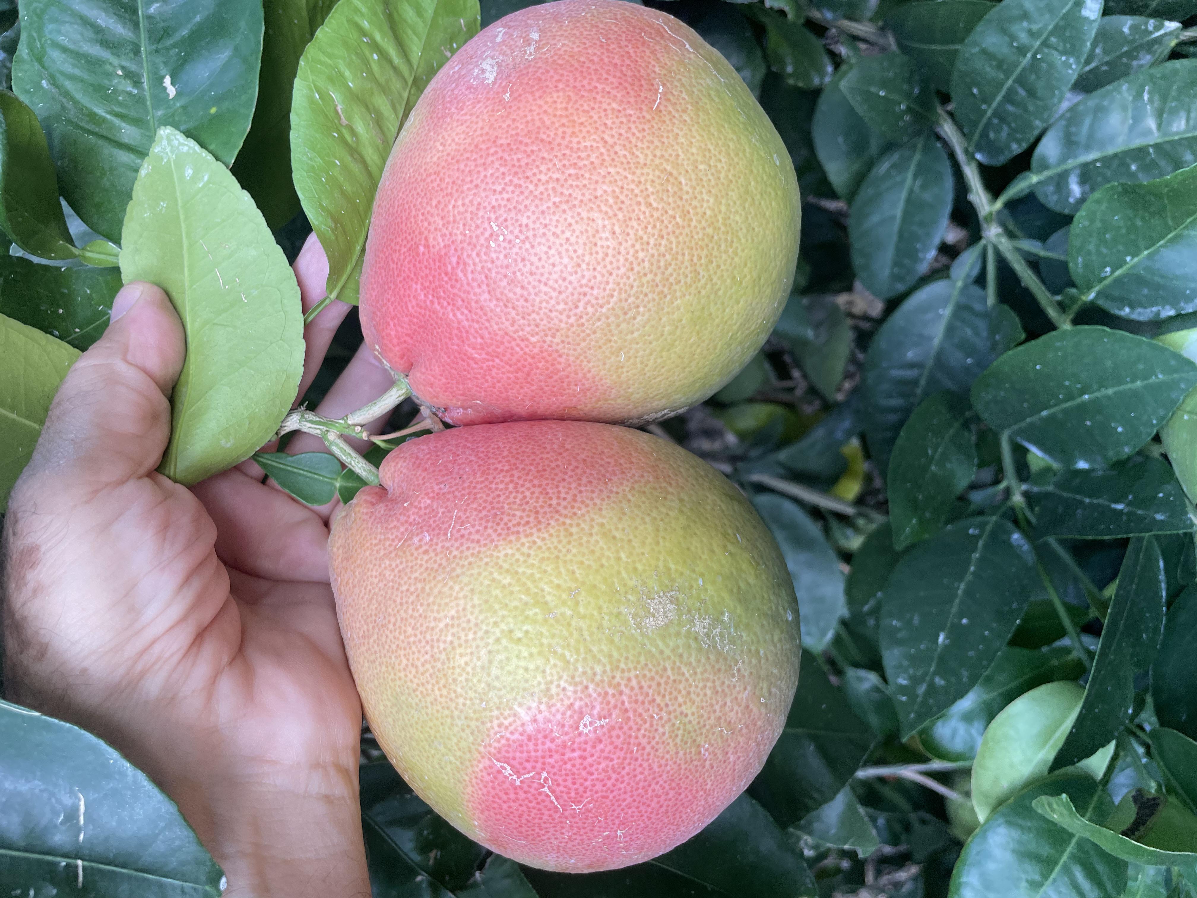 2025 yılı Greyfurt fiyatları - 19945