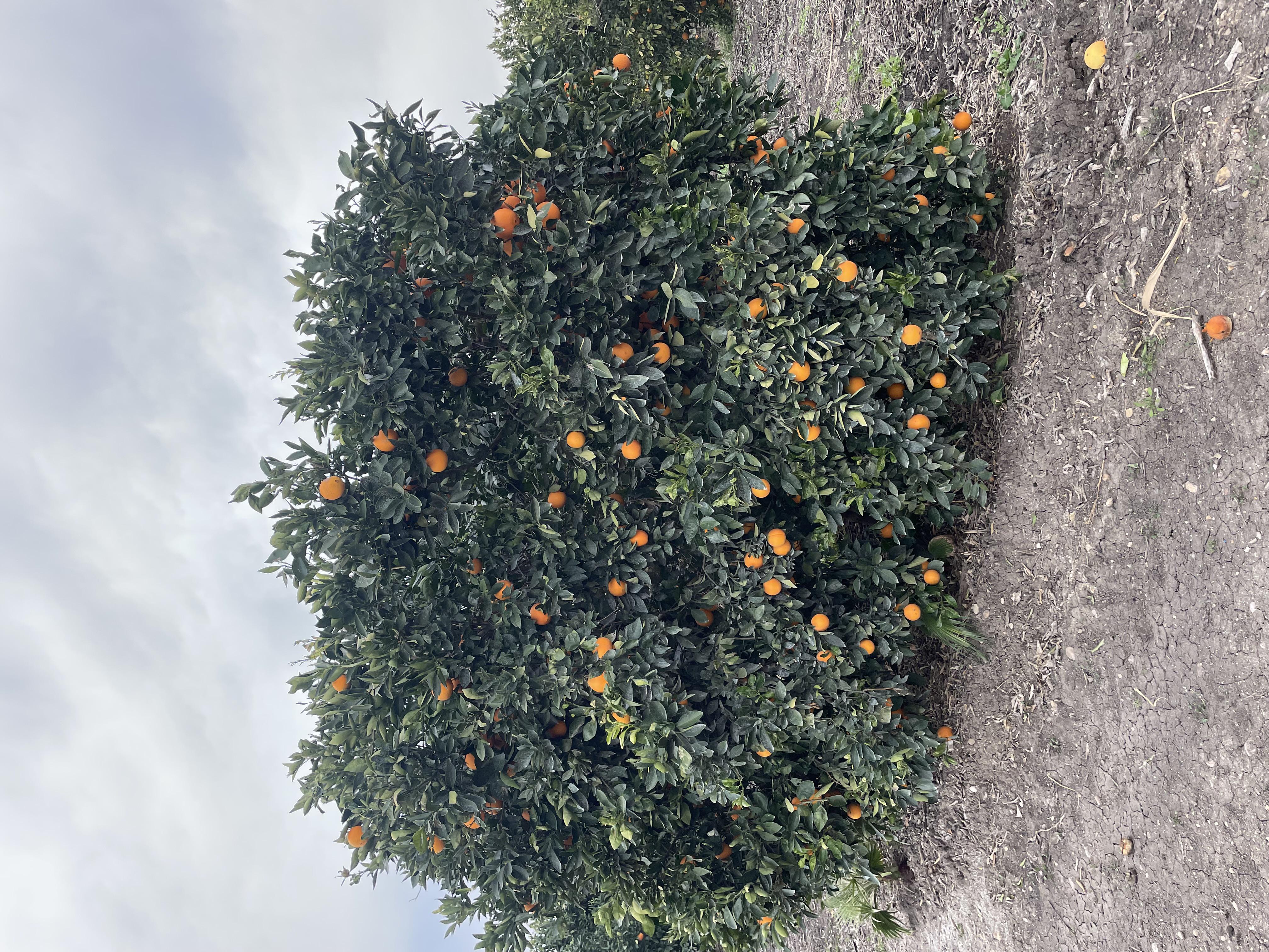 2026 yılı Portakal fiyatları - 20315