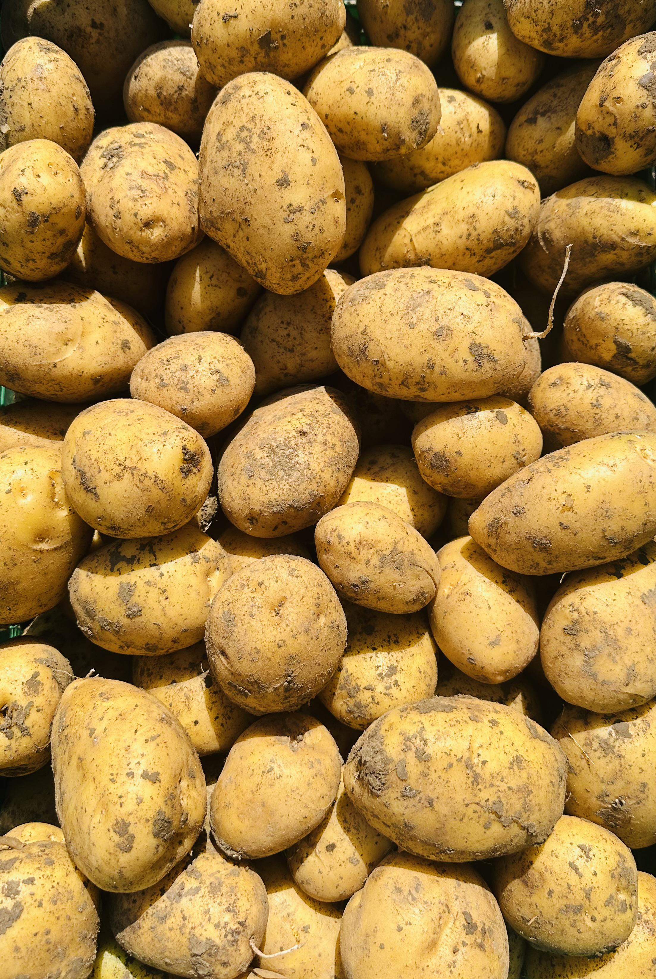 2026 yılı Patates fiyatları - 20472