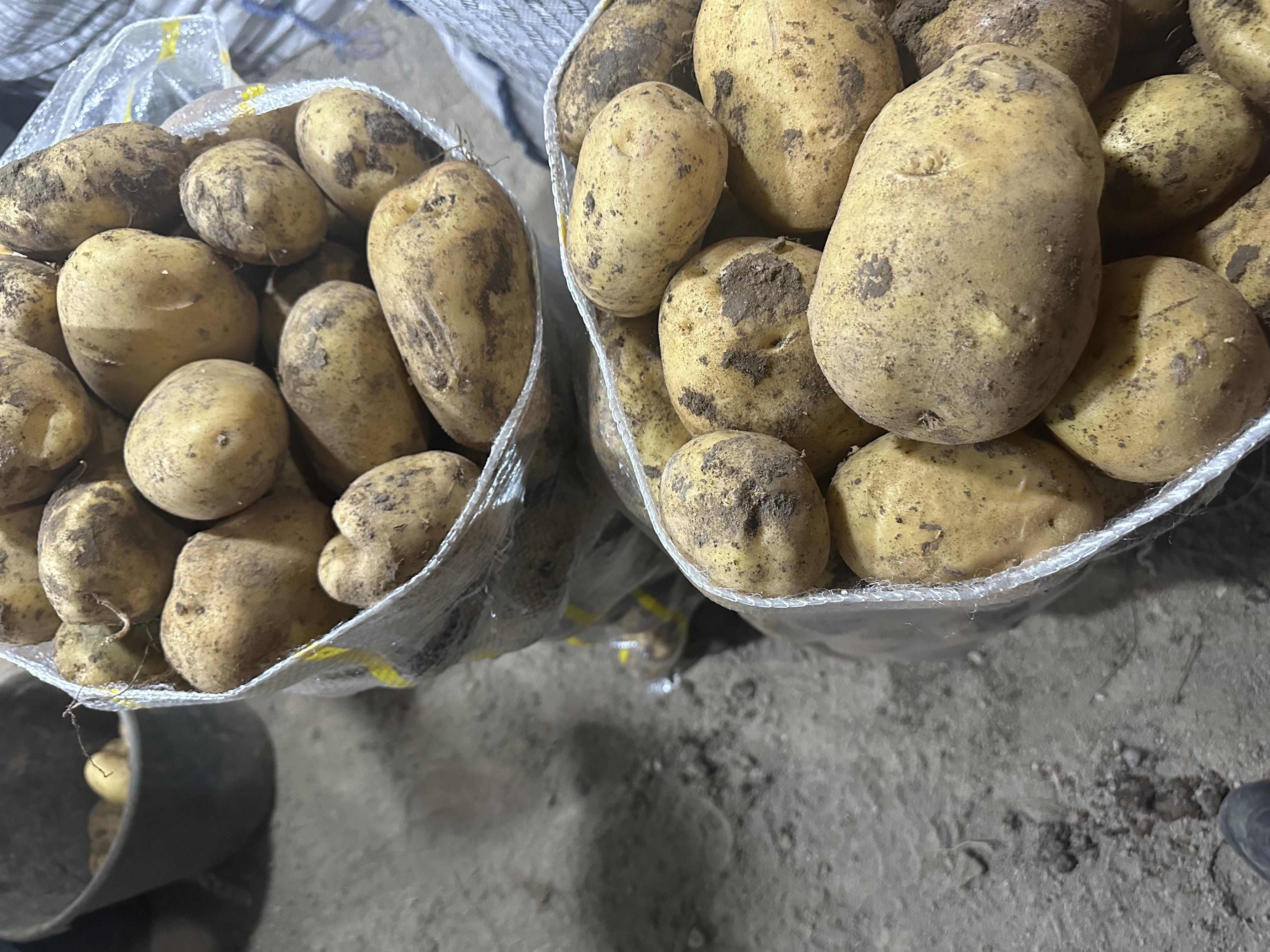 2026 yılı Patates fiyatları - 20533