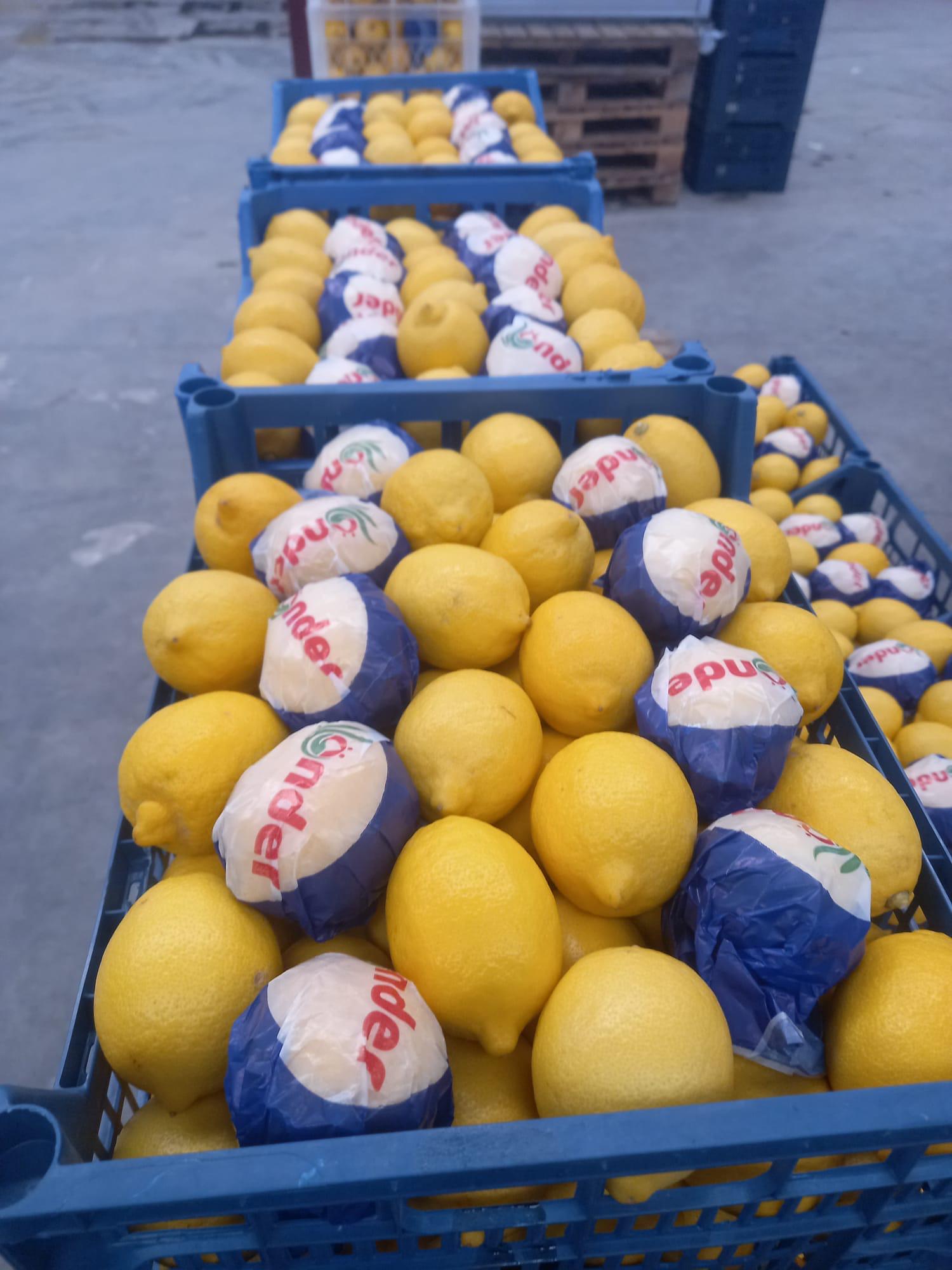2026 yılı Limon fiyatları - 20836