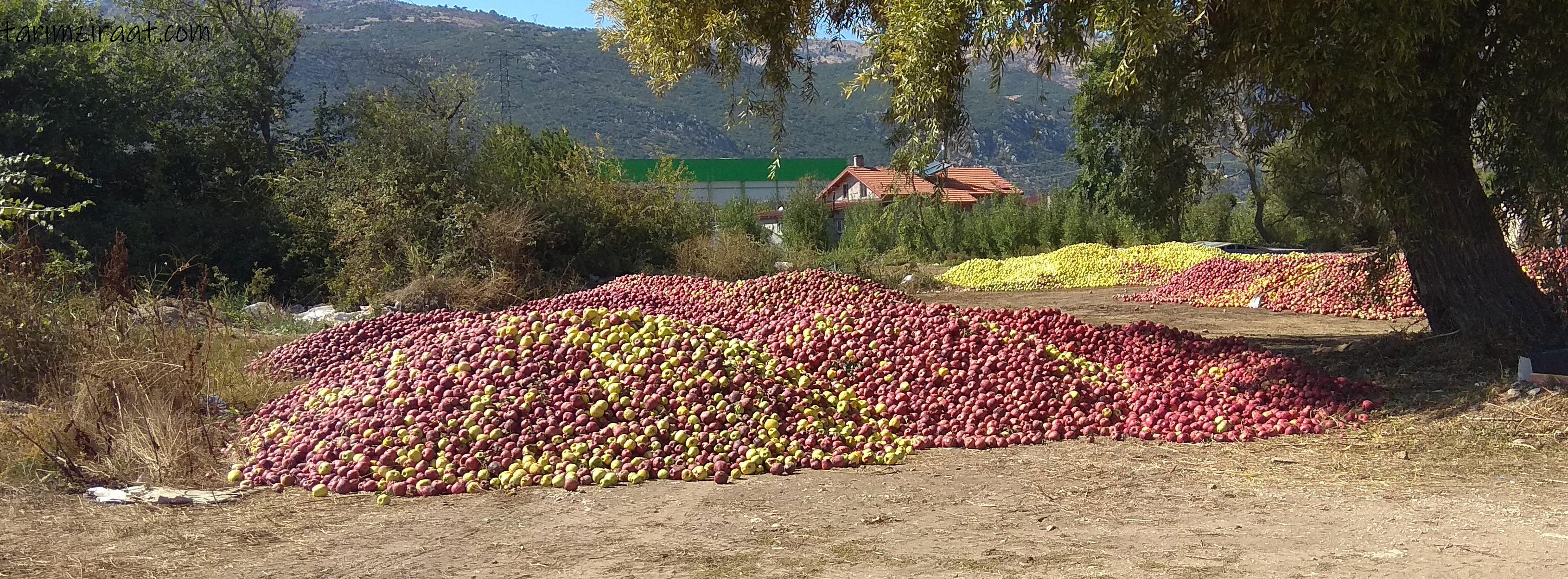 2019 yılı Elma fiyatları - 4858