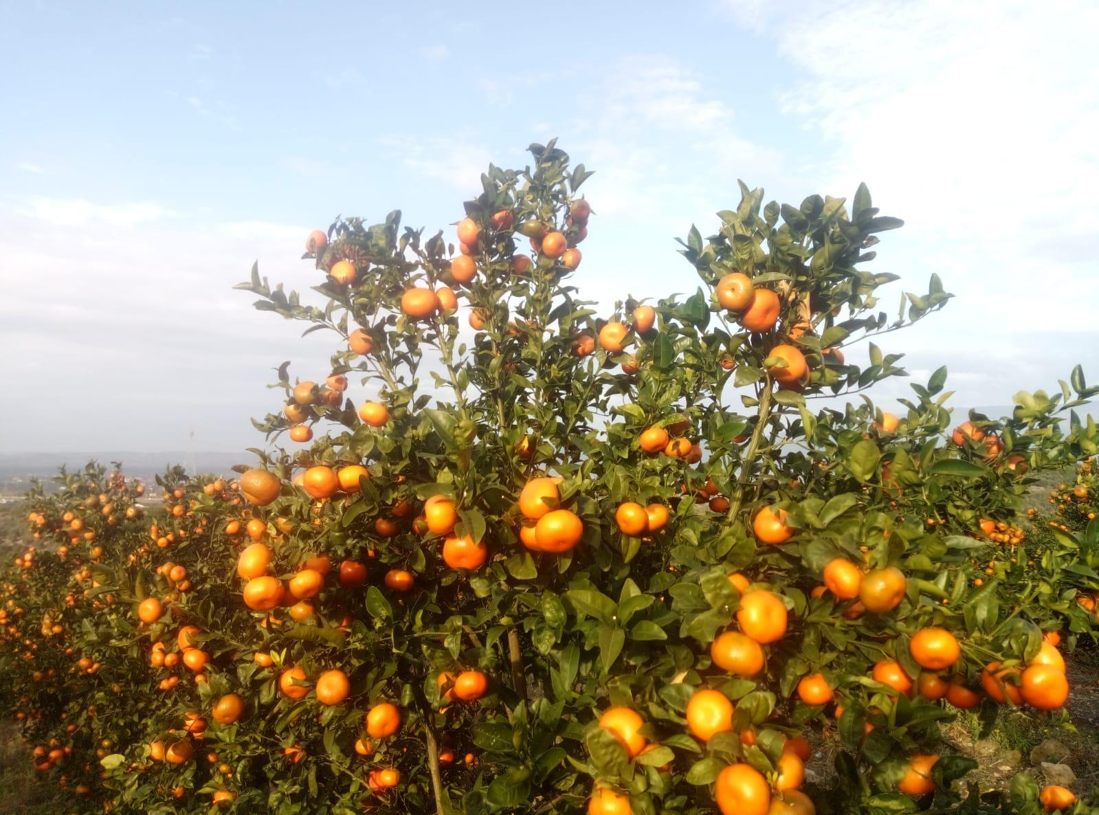 2019 yılı Mandalina fiyatları - 5807