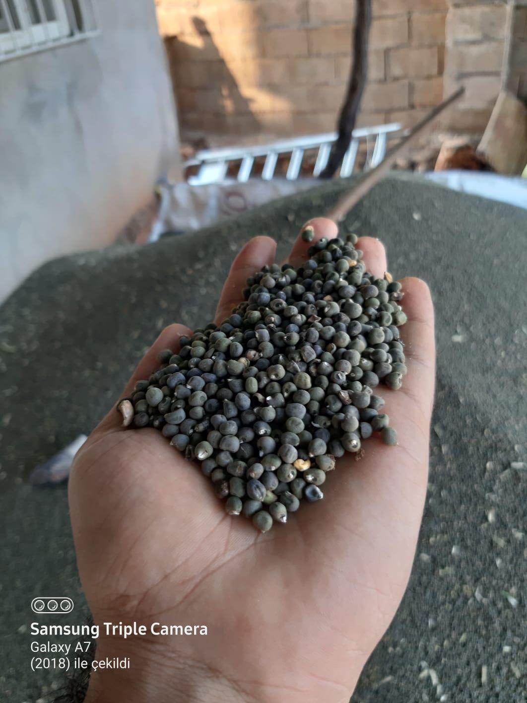 2020 yılı Bamya tohumu fiyatları - 9004