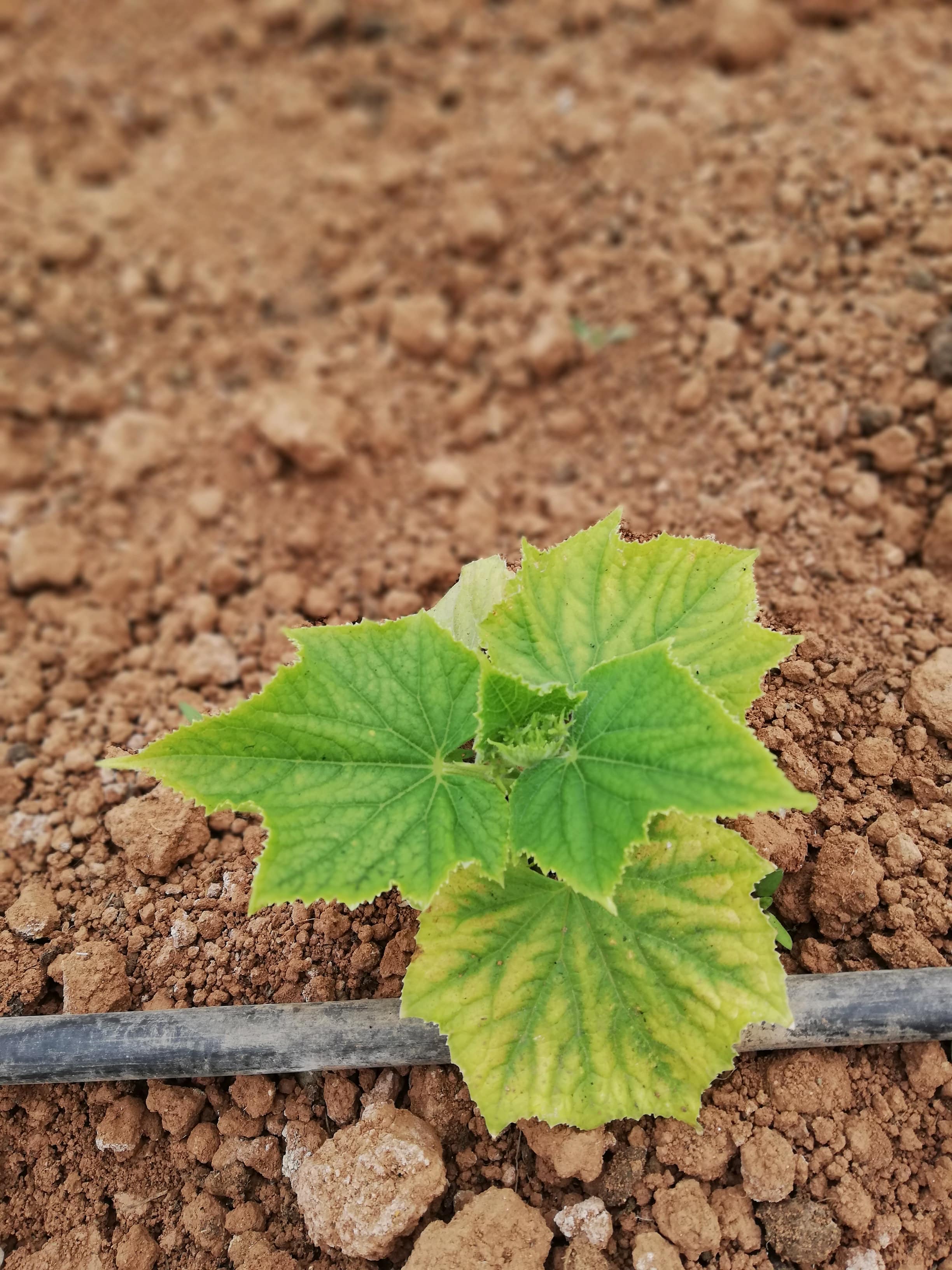 Yapraklarda soğuk zararı belirtileri