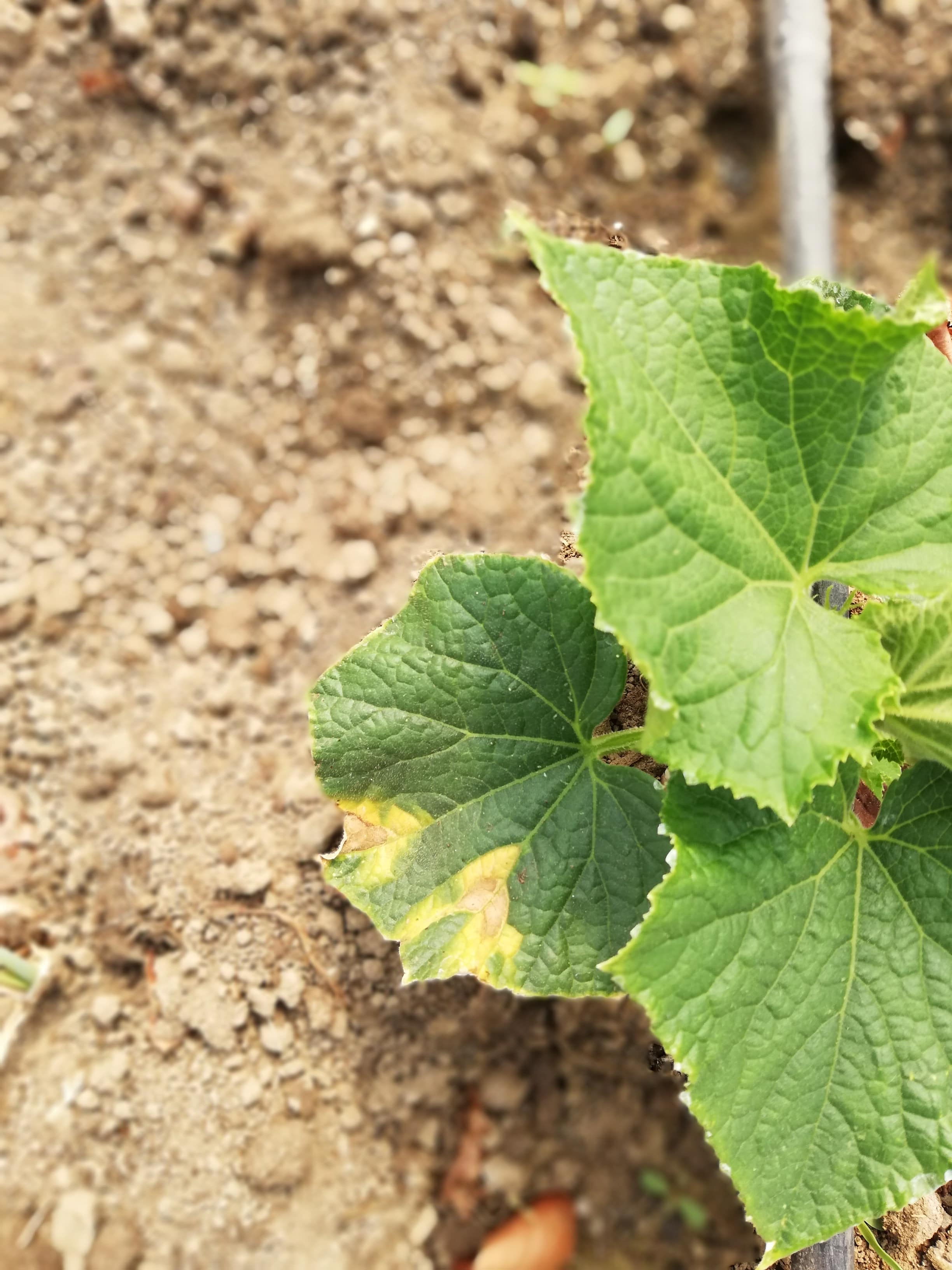 Pseudomonas Syringae Pv. Lachrymans