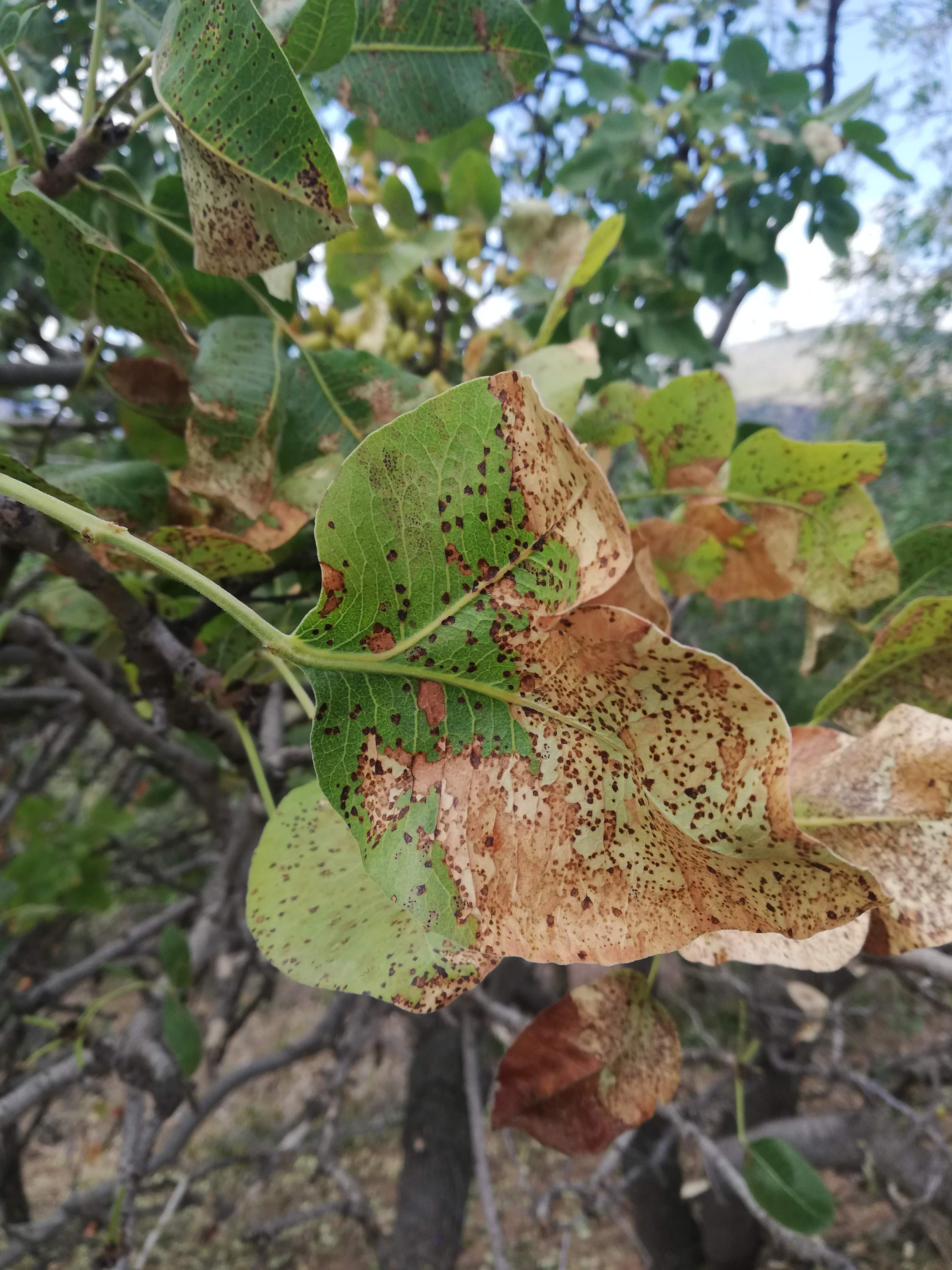 Pseudocercospora pistacina