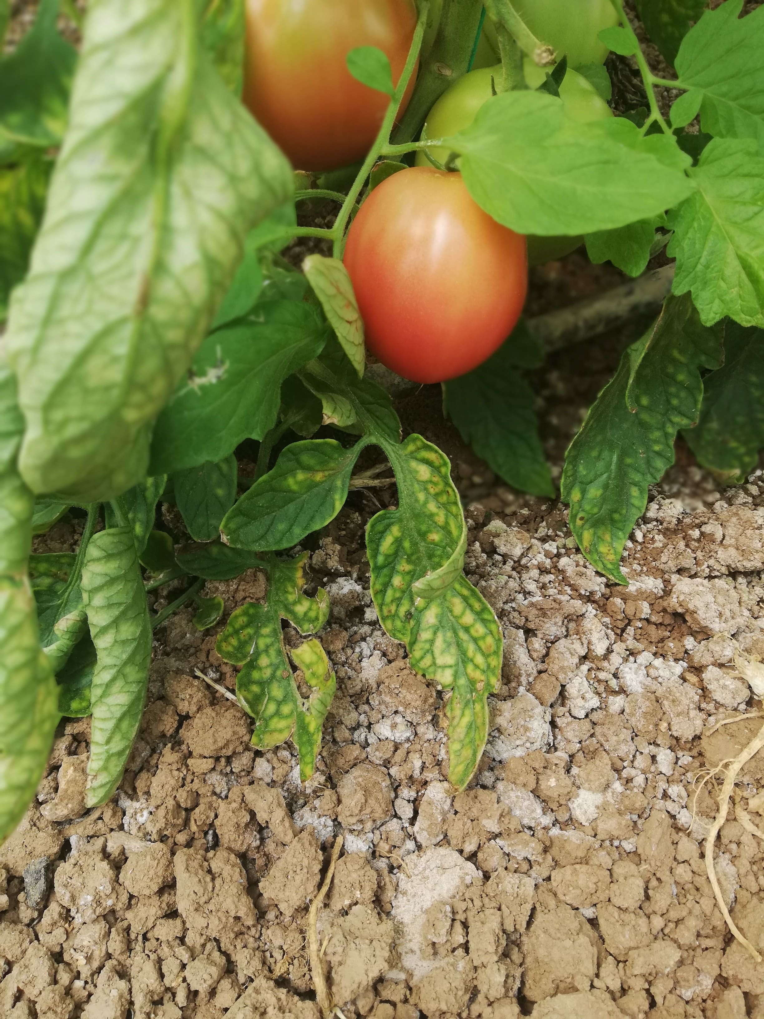 tomatoe magnesium deficiency