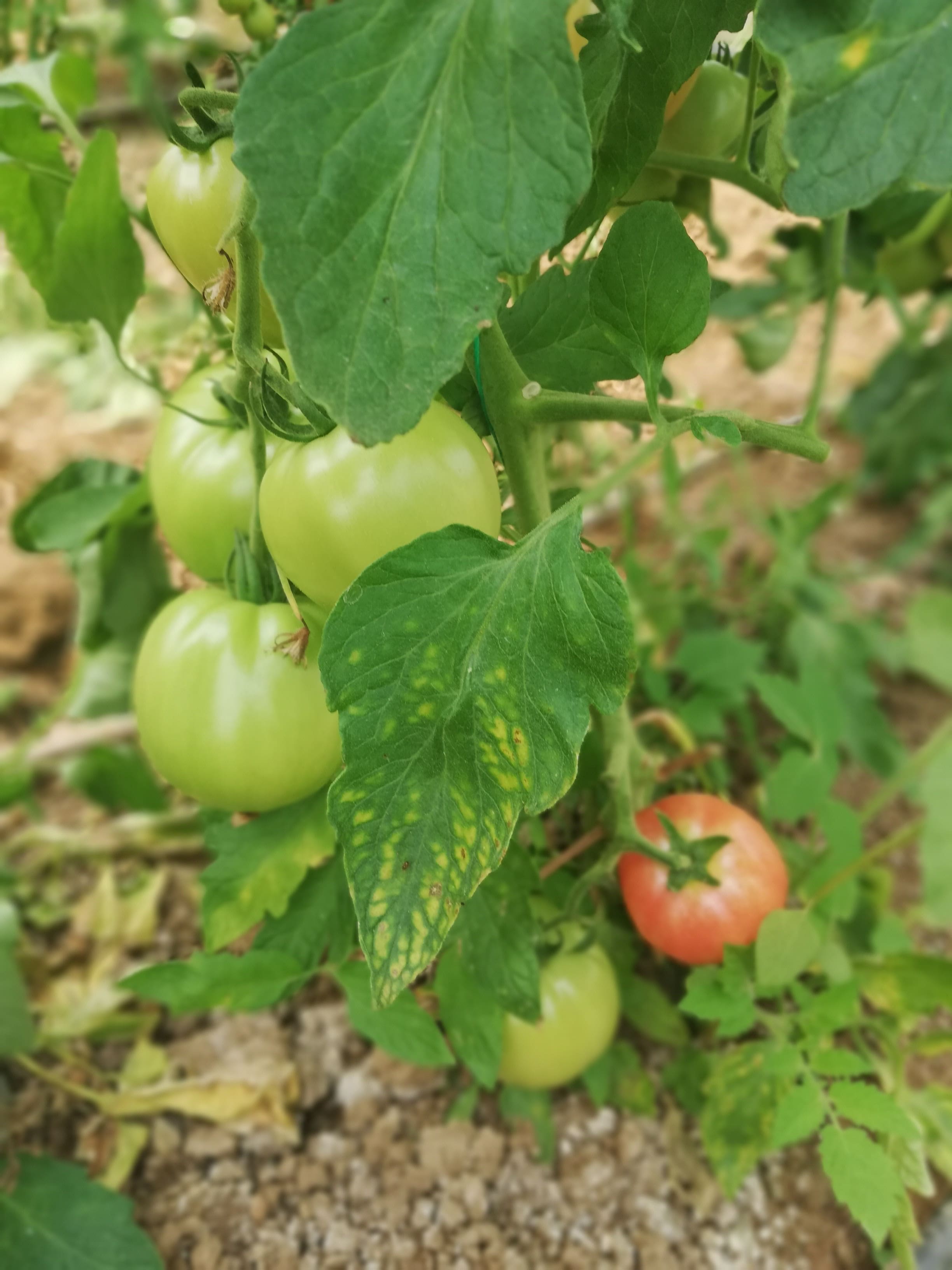 domates yapraklarında sararma