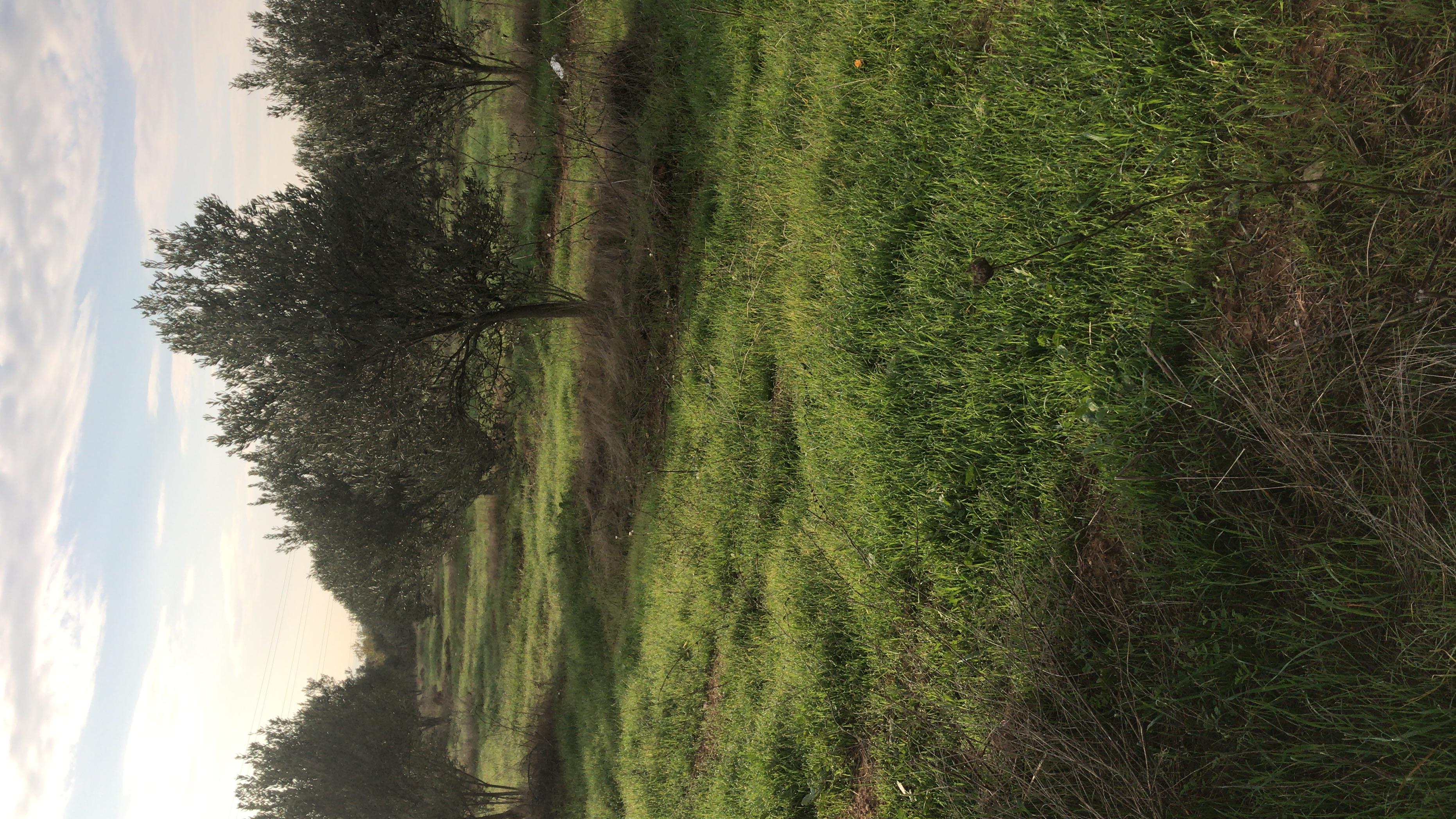 Ahmet Özel Kiralık Tarla - 14.04.2026