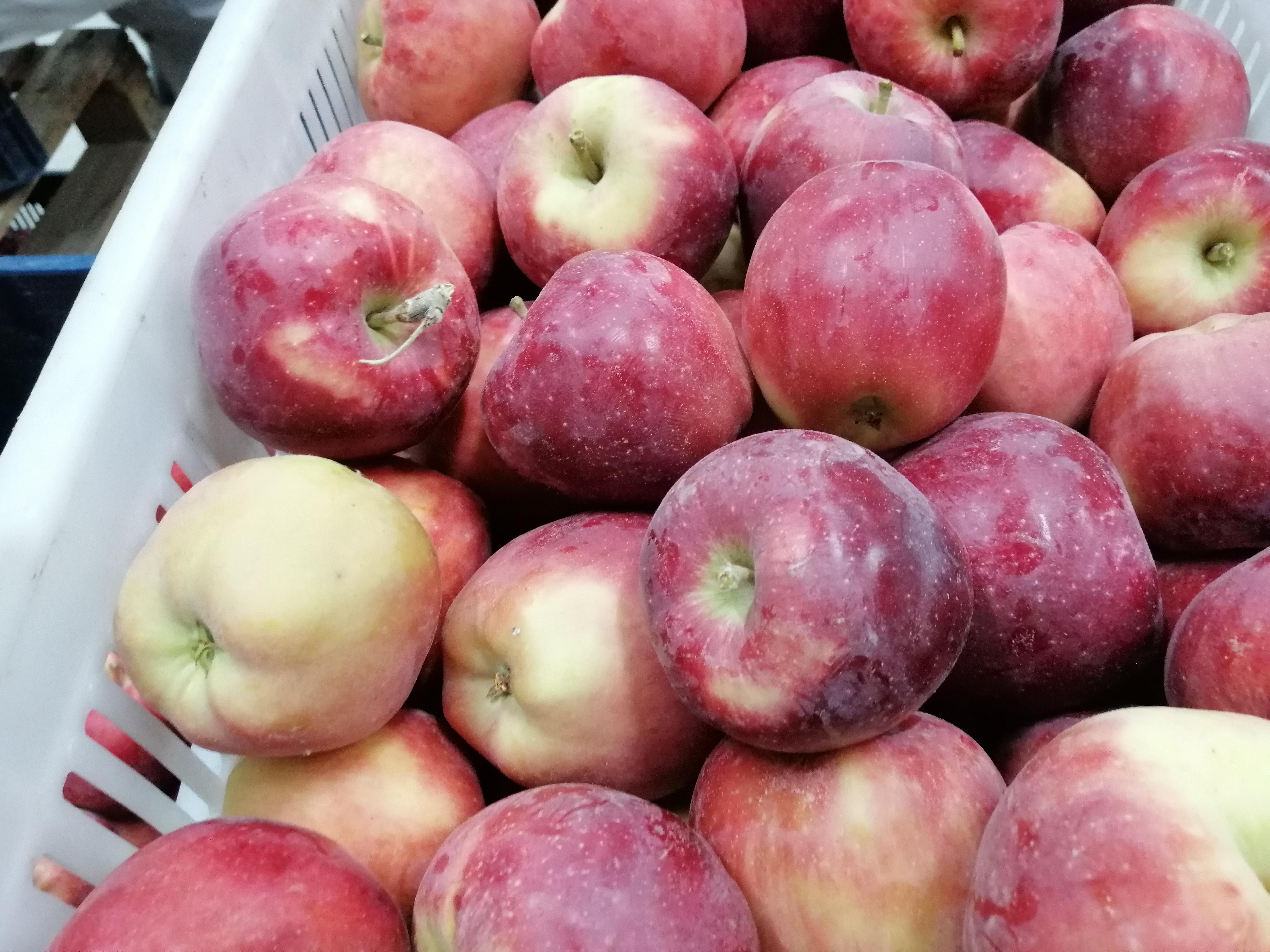 Elma - Ömer Ali Yüksek tarafından verilen satılık starkrimson delicious çeşidi elma  ilanını ve diğer satılık elma ilanlarını tarimziraat.com adresinde bulabilirsiniz