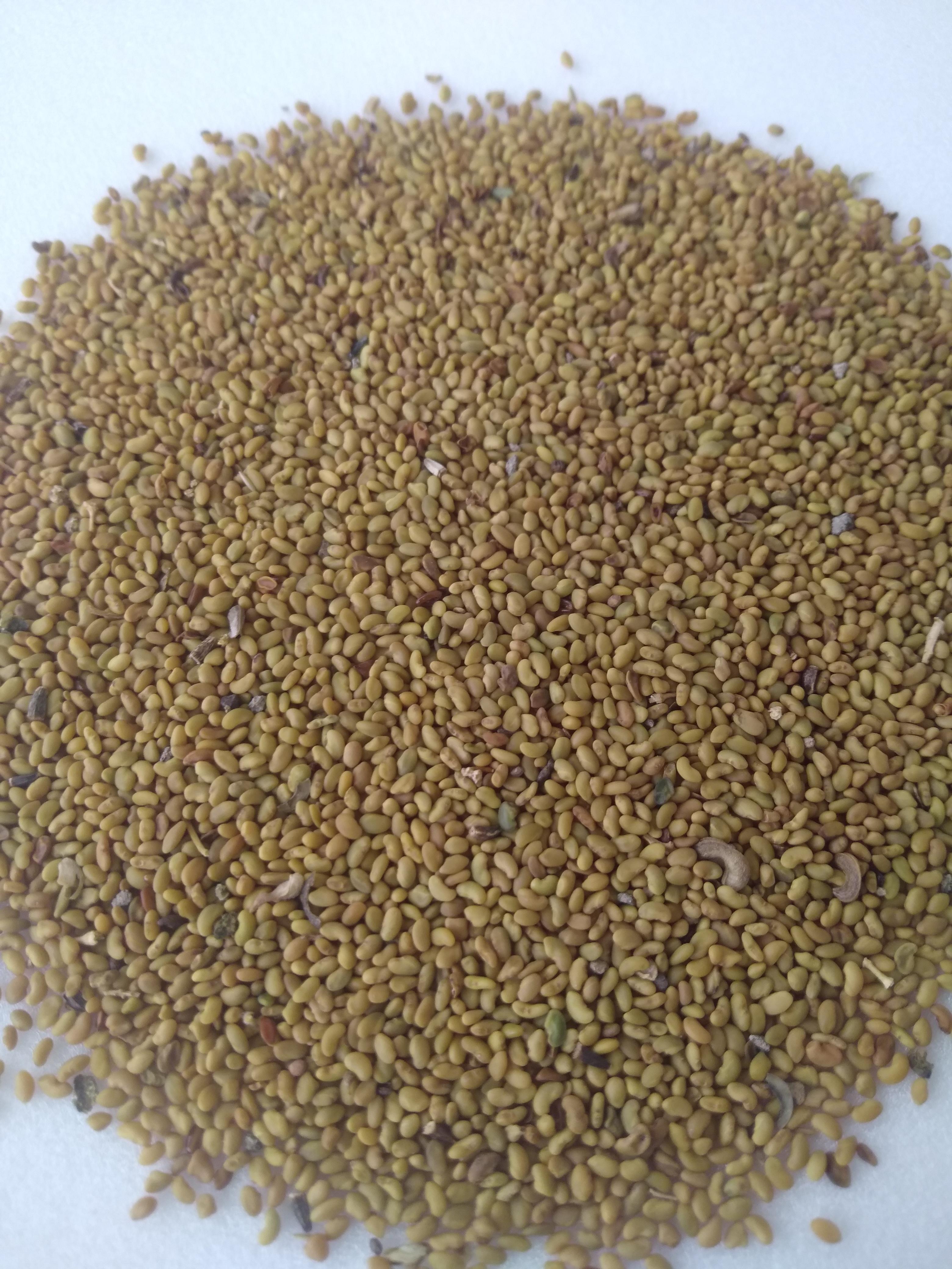 Yonca tohumu - Muharrem Demiray tarafından verilen satılık yonca tohumu ilanını ve diğer satılık yonca tohumu ilanlarını tarimziraat.com adresinde bulabilirsiniz