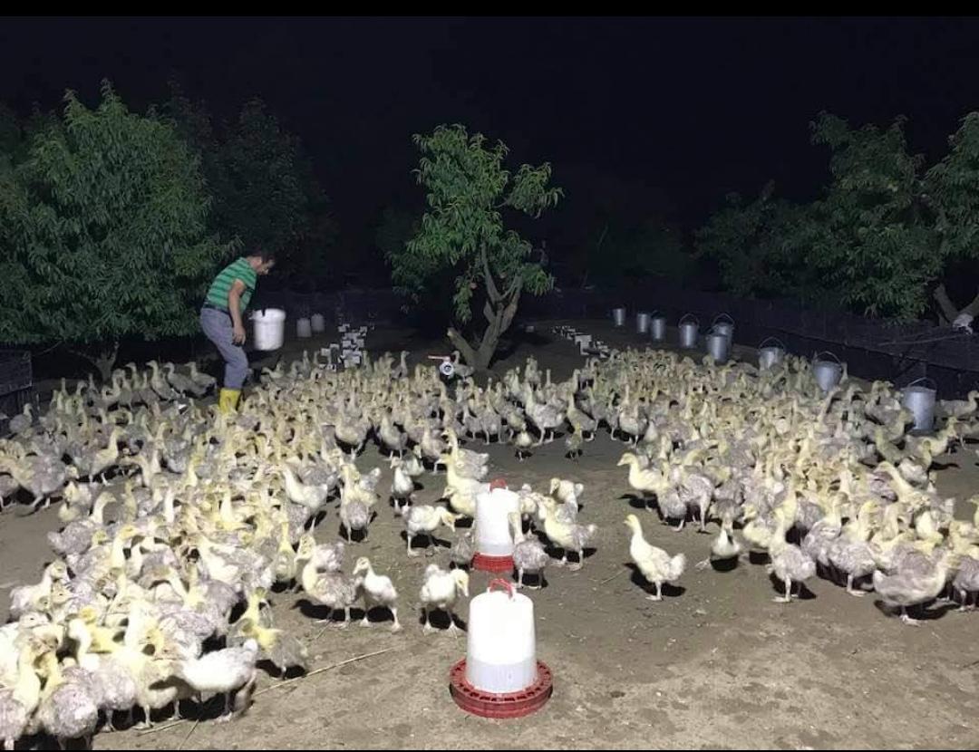 Kaz Civcivi - Adem Toptaş tarafından verilen satılık kaz civcivi ilanını ve diğer satılık kaz civcivi ilanlarını tarimziraat.com adresinde bulabilirsiniz