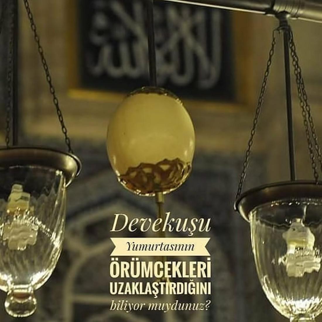 Deve Kuşu yumurtası - Hasmera Devekuşu tarafından verilen satılık deve kuşu yumurtası ilanını ve diğer satılık deve kuşu yumurtası ilanlarını tarimziraat.com adresinde bulabilirsiniz