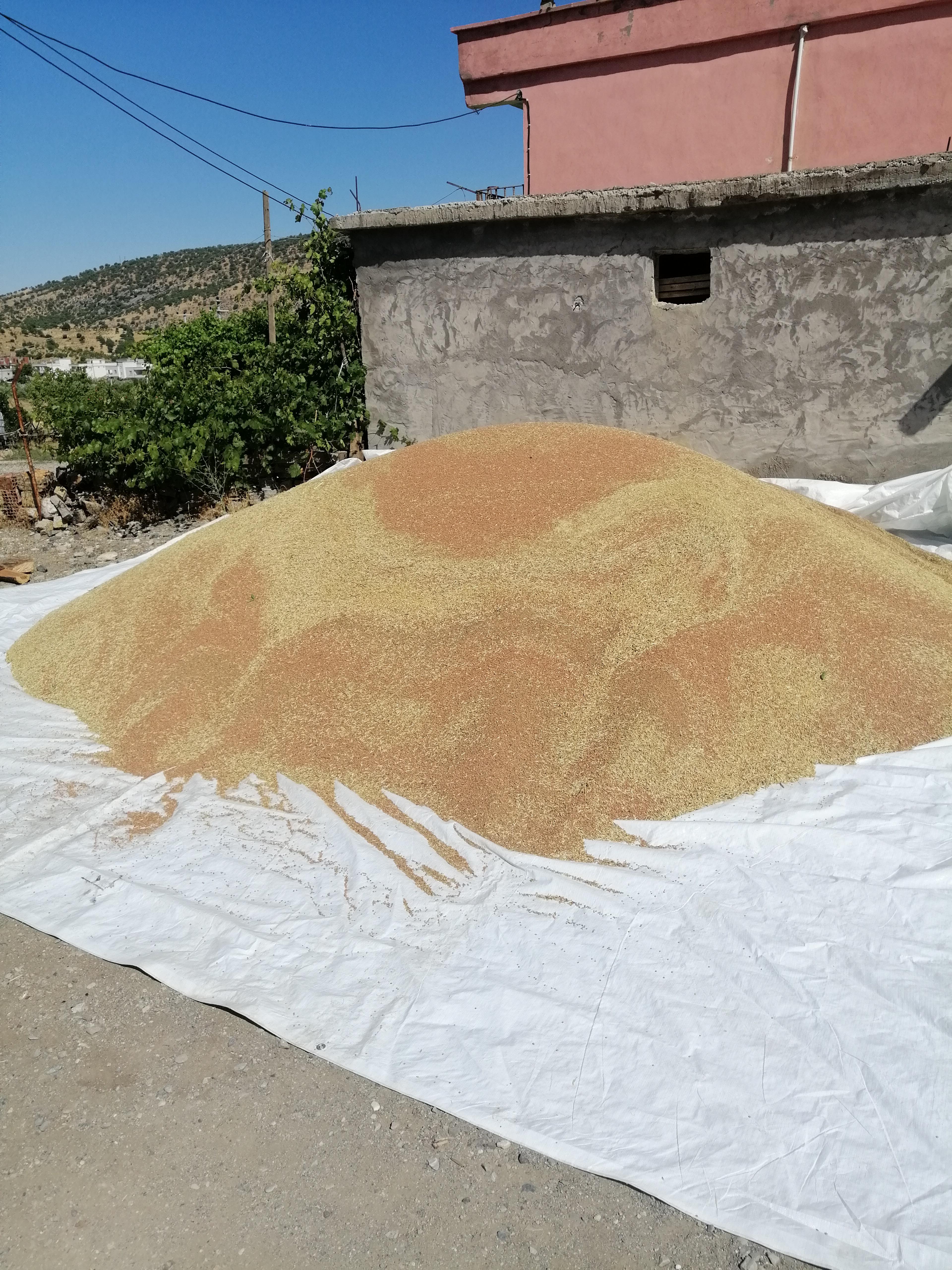 Mercimek (Kırmızı) - Yahya Alpyaşar tarafından verilen satılık çiftçi            çeşidi mercimek (kırmızı)  ilanını ve diğer satılık mercimek (kırmızı) ilanlarını tarimziraat.com adresinde bulabilirsiniz