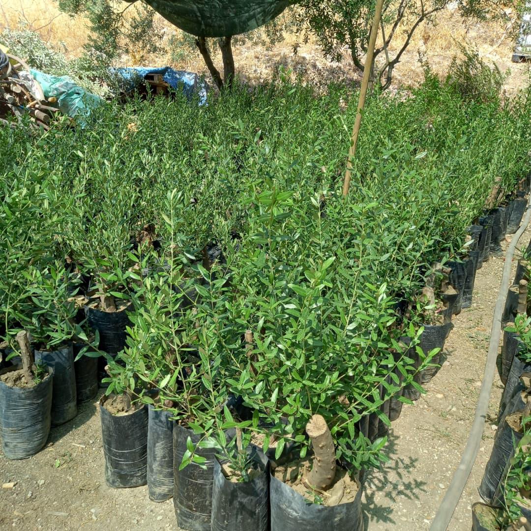 Zeytin fidanı - Selim Bircan tarafından verilen satılık zeytin fidanı ilanını ve diğer satılık zeytin fidanı ilanlarını tarimziraat.com adresinde bulabilirsiniz