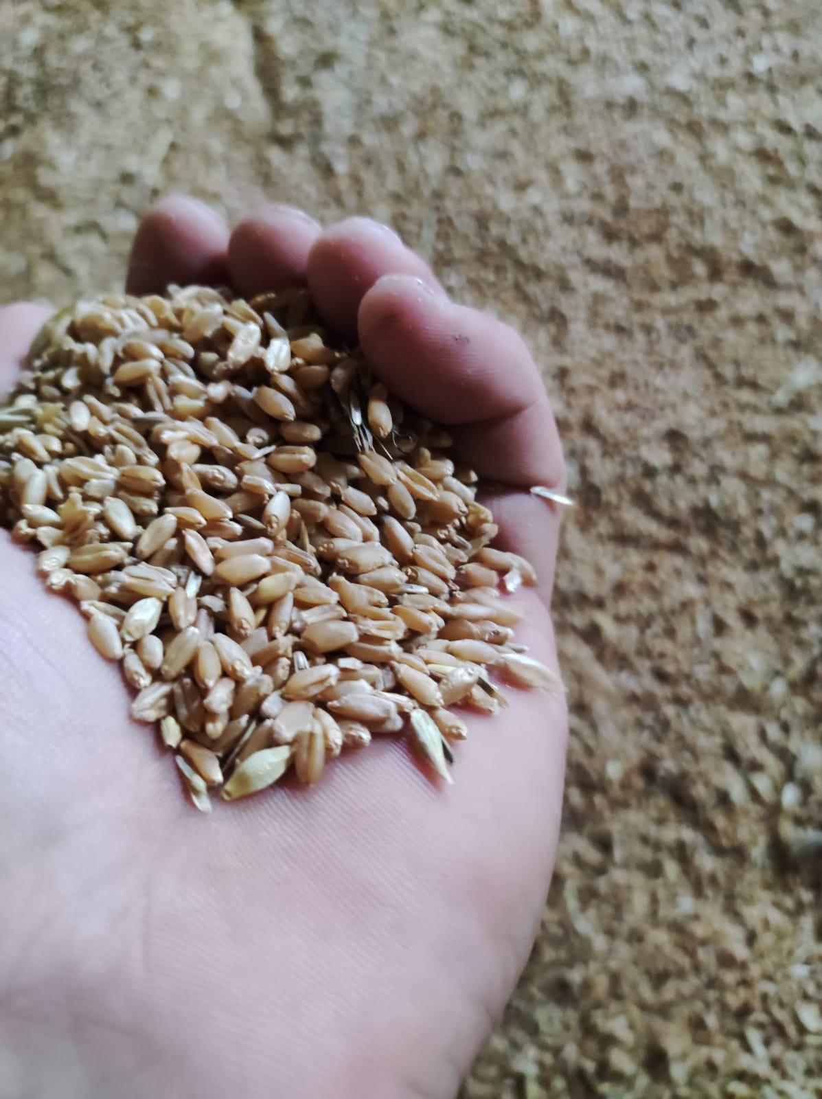 Buğday (Ekmeklik) tohumu - Enes Gün tarafından verilen satılık buğday (ekmeklik) tohumu ilanını ve diğer satılık buğday (ekmeklik) tohumu ilanlarını tarimziraat.com adresinde bulabilirsiniz