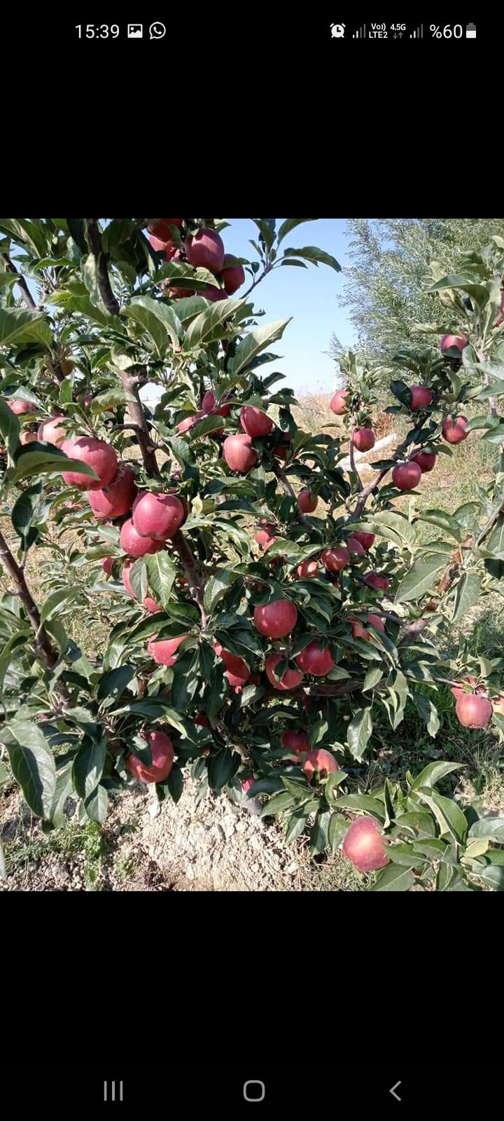 Elma - Mustafa Sönmez tarafından verilen satılık starking delicious çeşidi elma  ilanını ve diğer satılık elma ilanlarını tarimziraat.com adresinde bulabilirsiniz